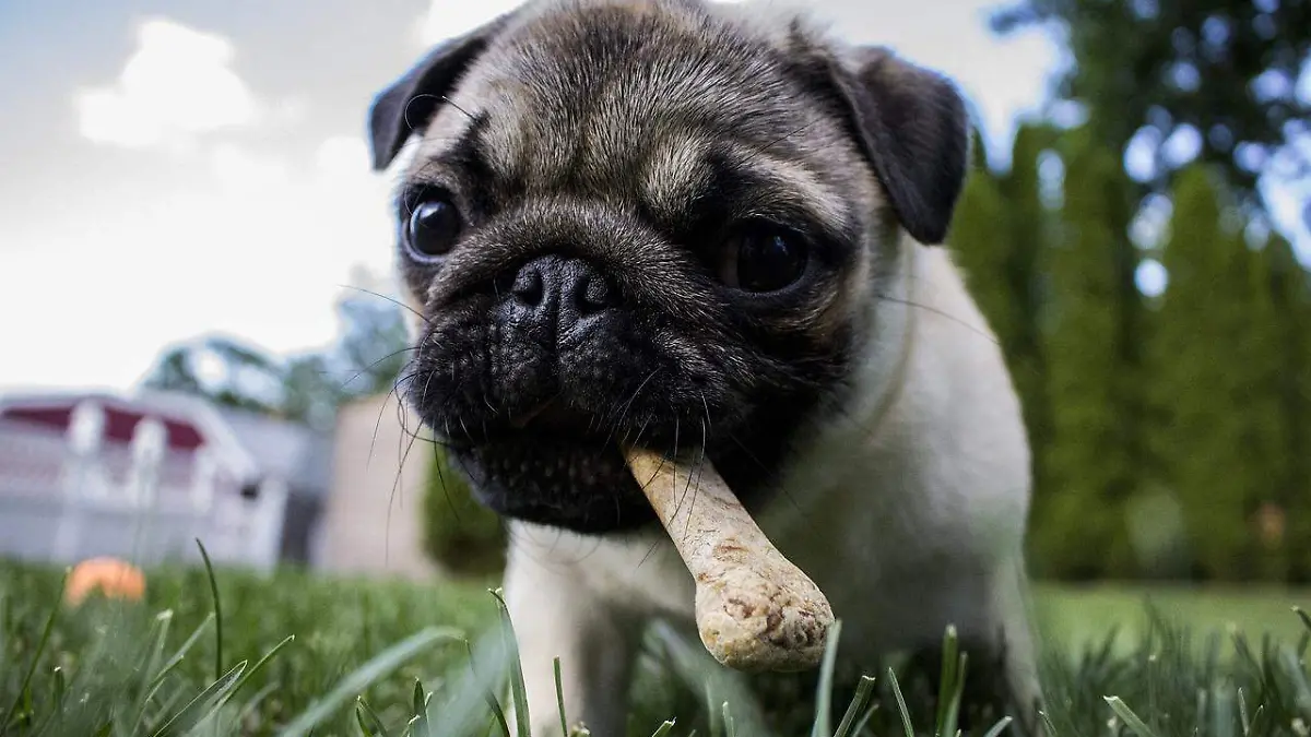 Pug comiendo una galleta